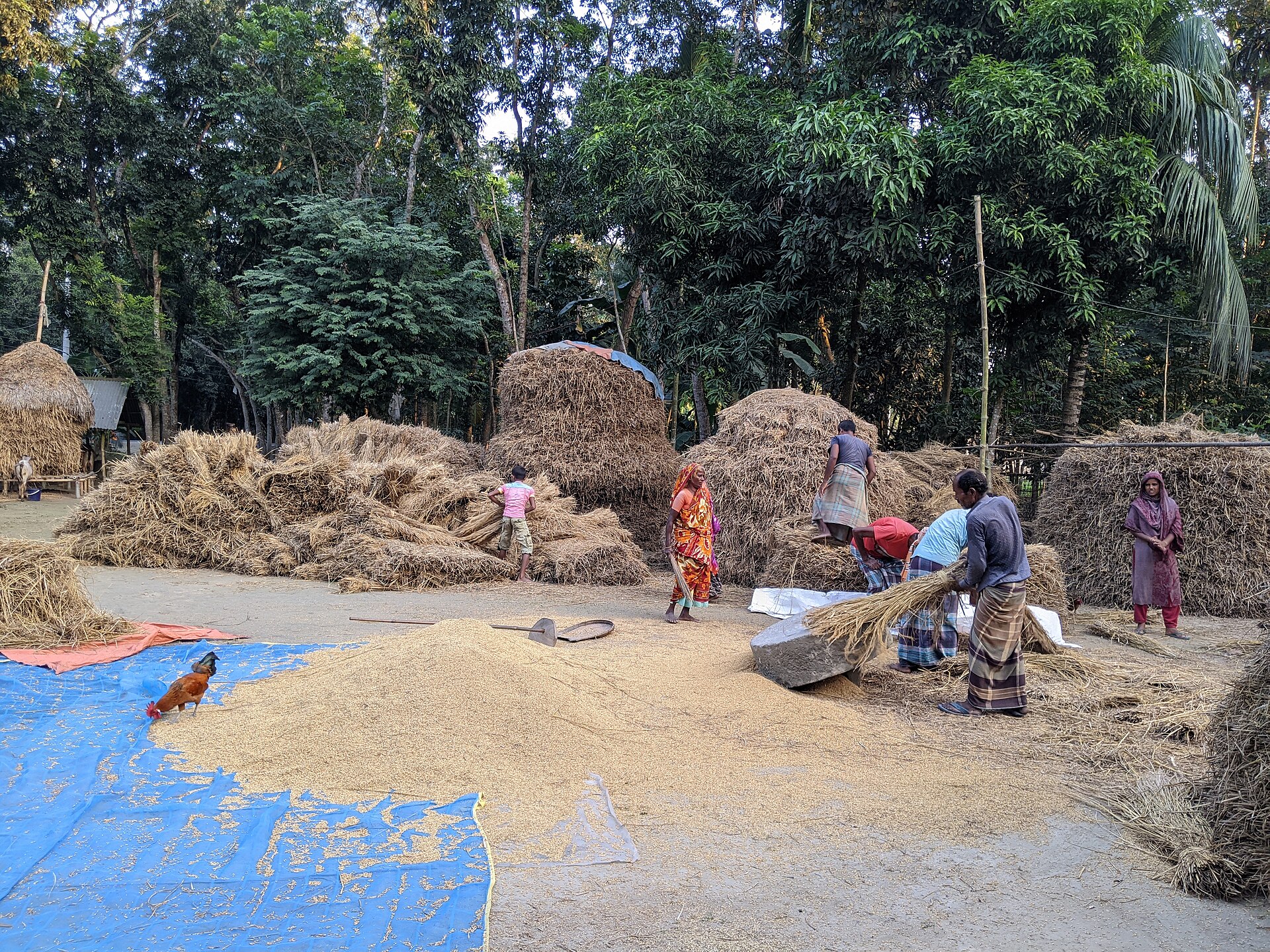 ফসল কাটার সময় কৃষকের মাঠ